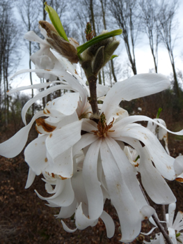 Fleurs blanches aux pétales étalées. Agrandir dans une nouvelle fenêtre (ou onglet)